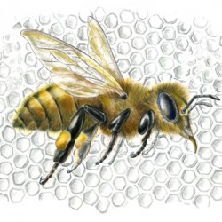 Mindy Lighthipe - Honeybee